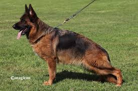 public/dog_images/805/1737916066.Bella di Casa Merola.jpg